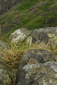 Untitled #25, from the series Liberation – Jun Ahn, Fine Art Photography, Nature