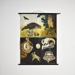 Jung Koch Quentell Tableau mural anatomique antique - Falcon