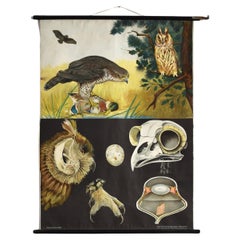 Jung Koch Quentell Tableau mural anatomique antique - Falcon