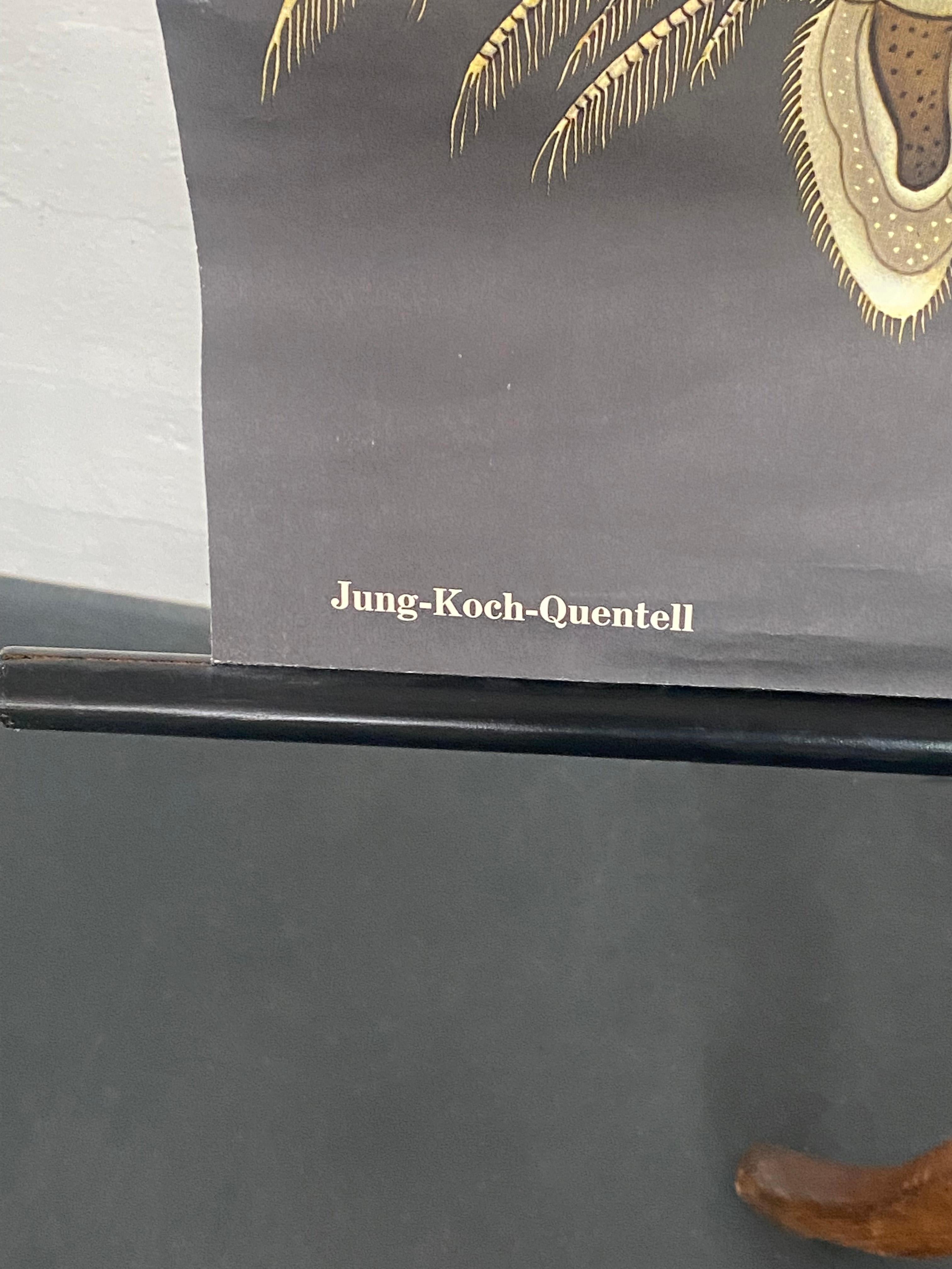 Grafico murale di Zoologia Didattica di Jung Koch Quentell con Dafne e Ciclopi in vendita 3