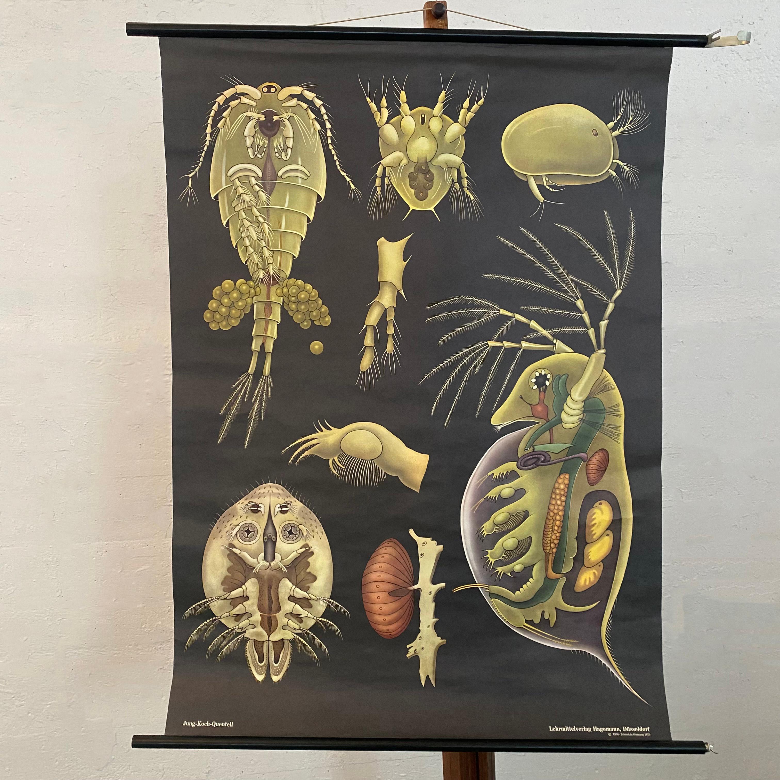 Una fantastica carta da parati Jung Koch Quentell a scomparsa e arrotolabile che illustra entomostraca come Daphnea e Cyclops (un nome storico per una sottoclasse di crostacei che non viene più utilizzato). Pubblicato da Lehrmittelverlag Hagemann a