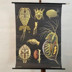Jung Koch Quentell Educational Zoological Daphnea And Cyclops Wall Chart