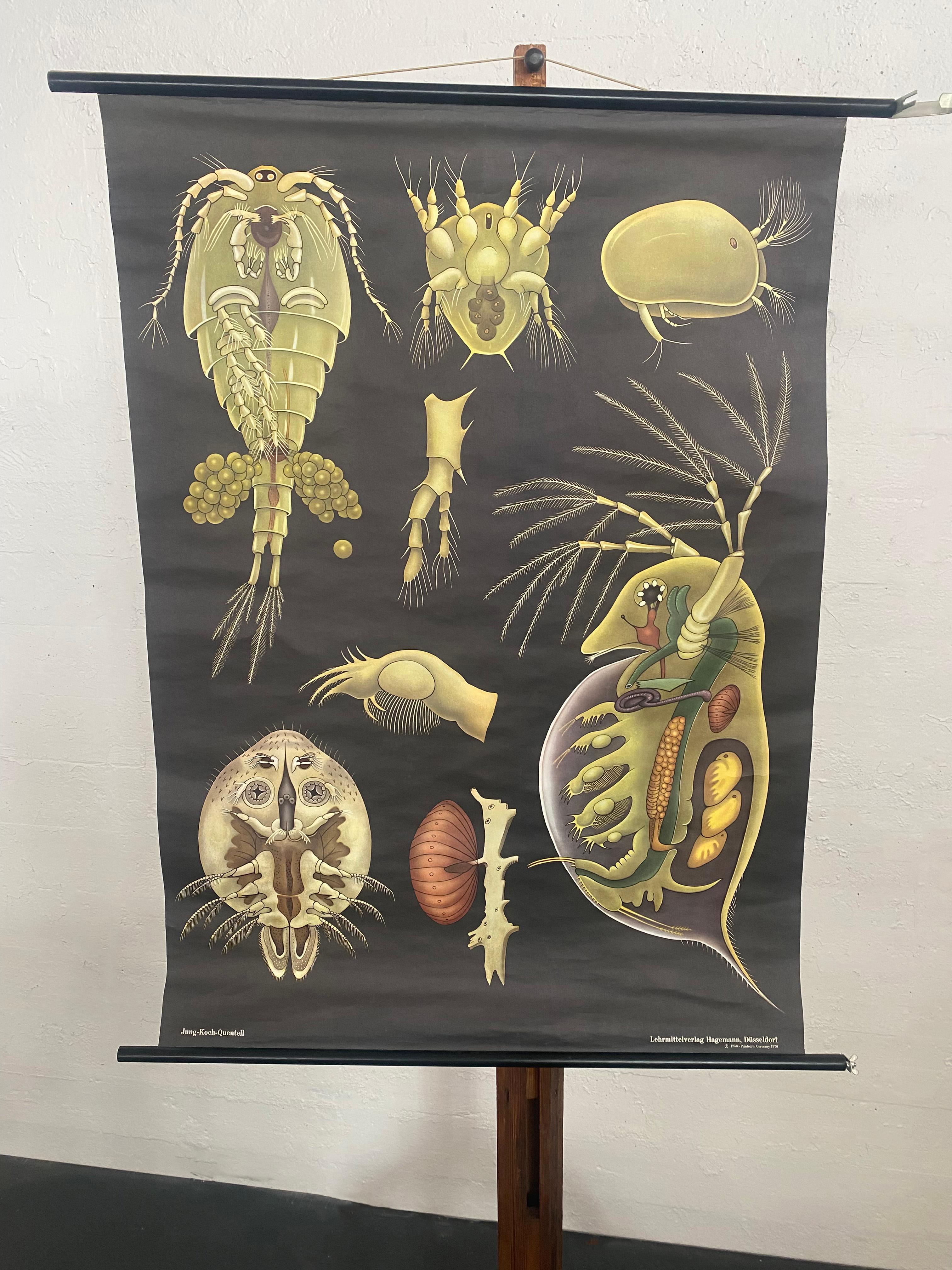 Schoolhouse Grafico murale di Zoologia Didattica di Jung Koch Quentell con Dafne e Ciclopi in vendita