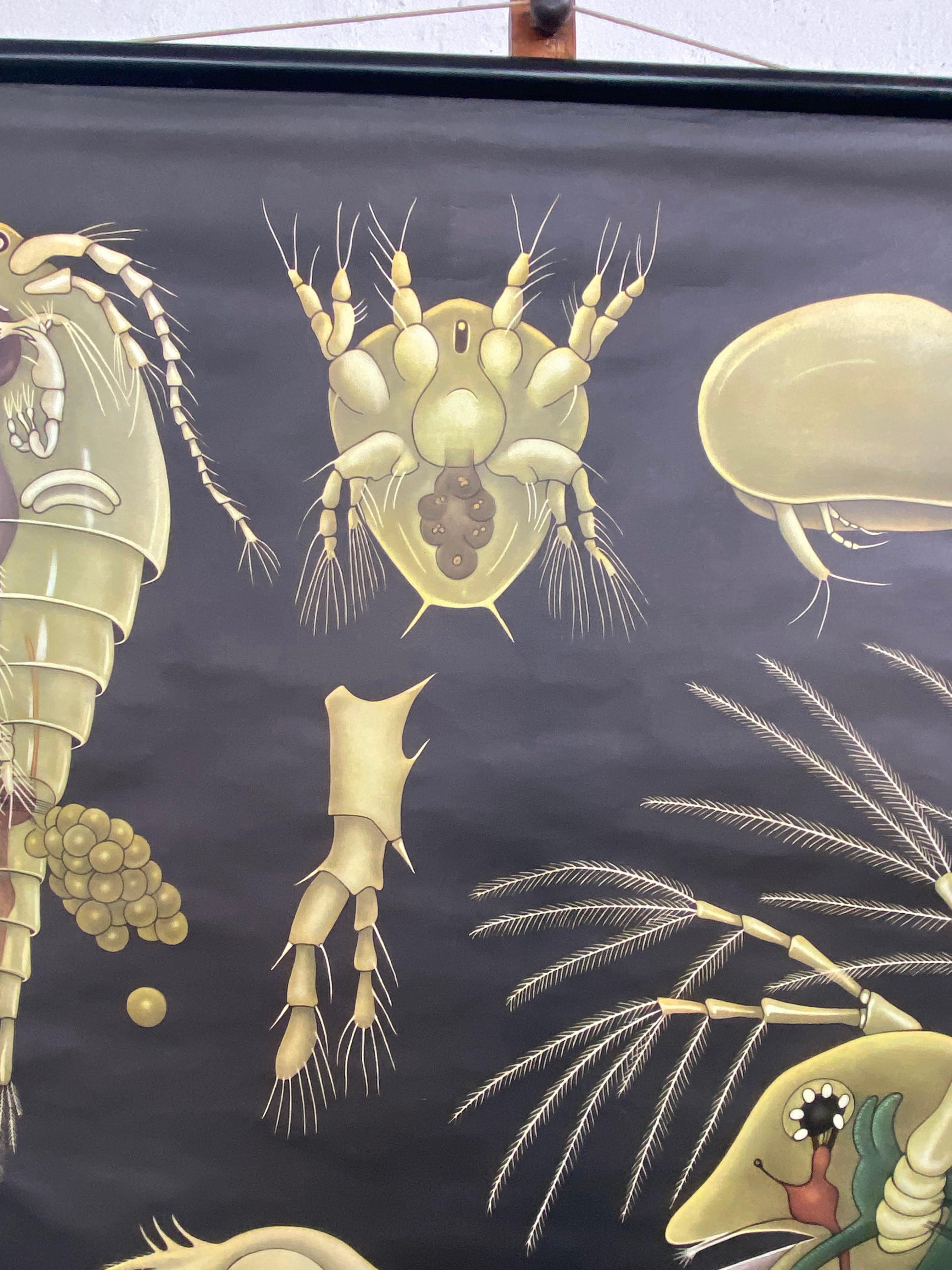 Tedesco Grafico murale di Zoologia Didattica di Jung Koch Quentell con Dafne e Ciclopi in vendita