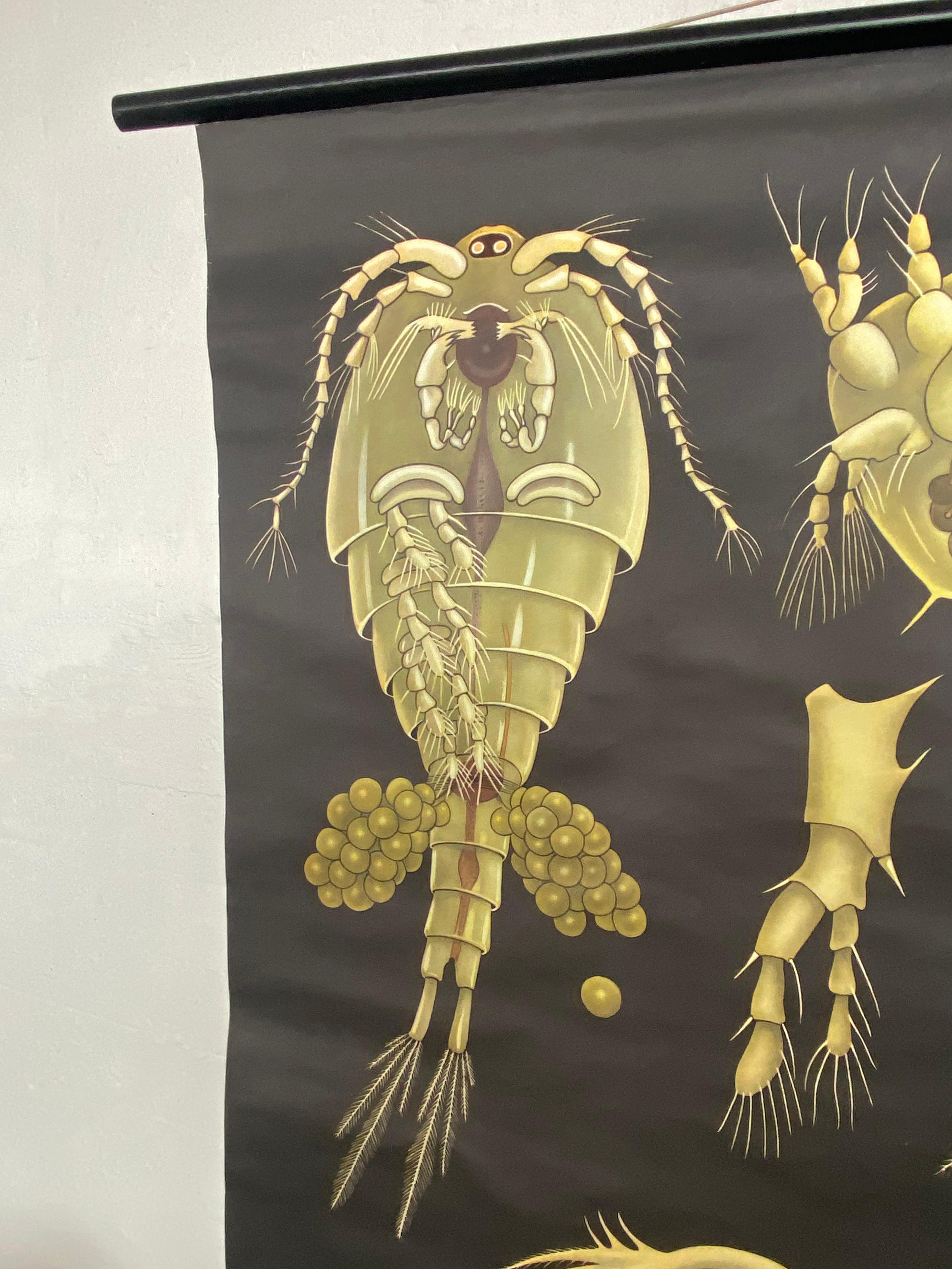 Grafico murale di Zoologia Didattica di Jung Koch Quentell con Dafne e Ciclopi In condizioni buone in vendita a Brooklyn, NY