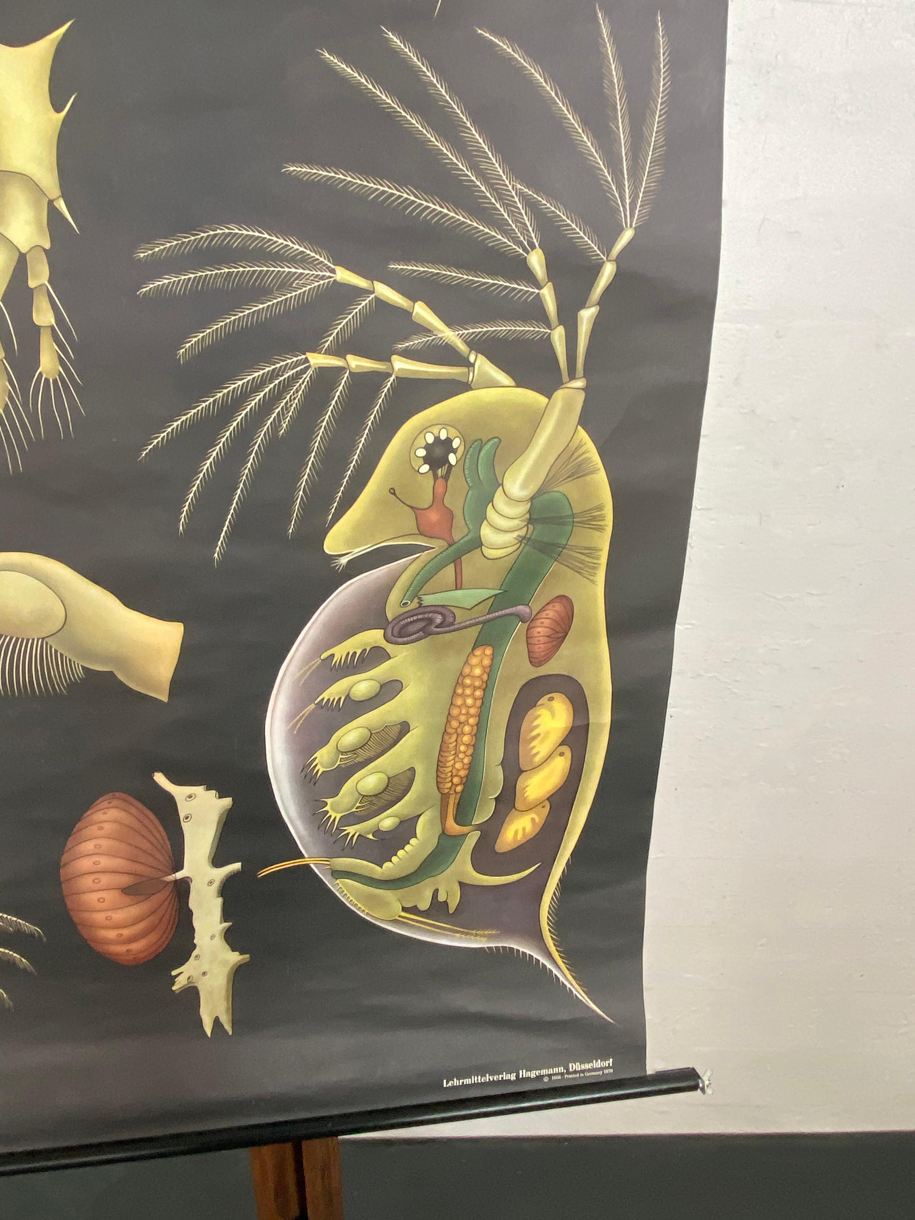 XX secolo Grafico murale di Zoologia Didattica di Jung Koch Quentell con Dafne e Ciclopi in vendita