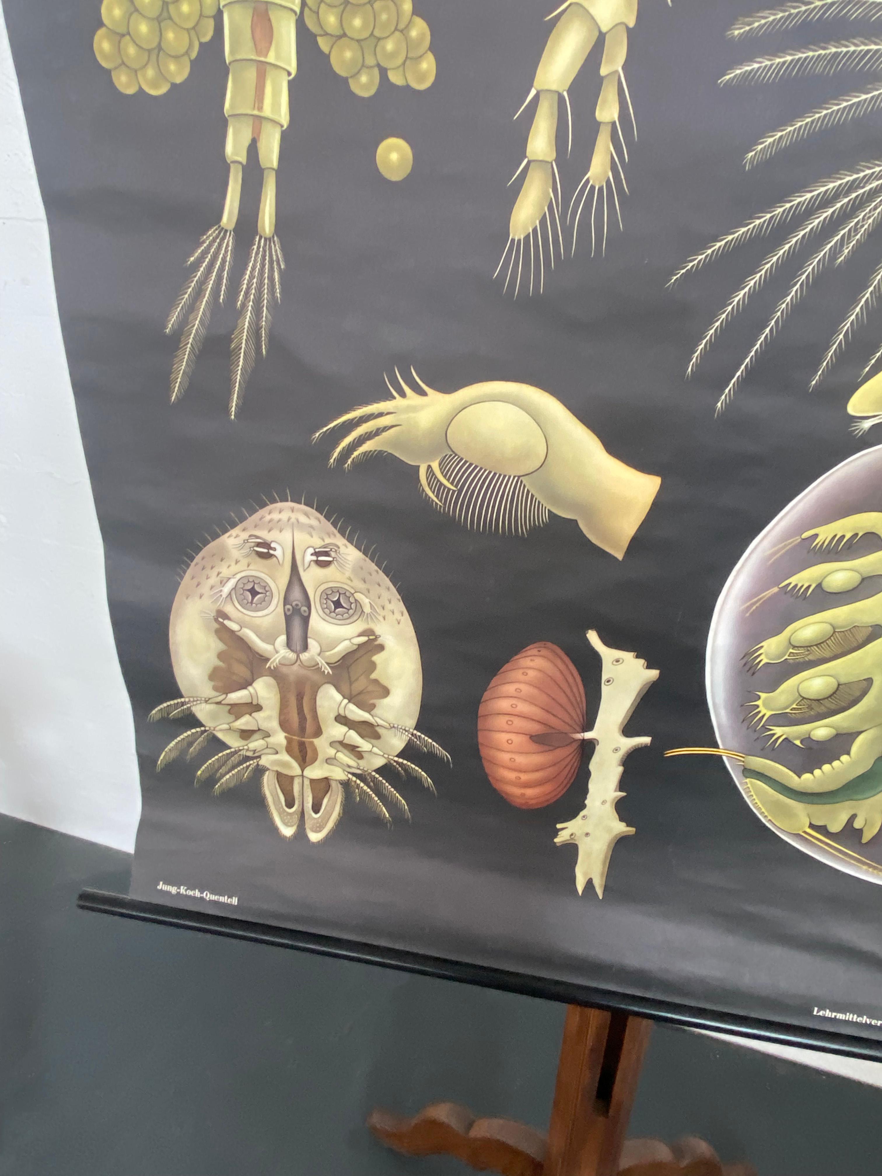 Metallo Grafico murale di Zoologia Didattica di Jung Koch Quentell con Dafne e Ciclopi in vendita