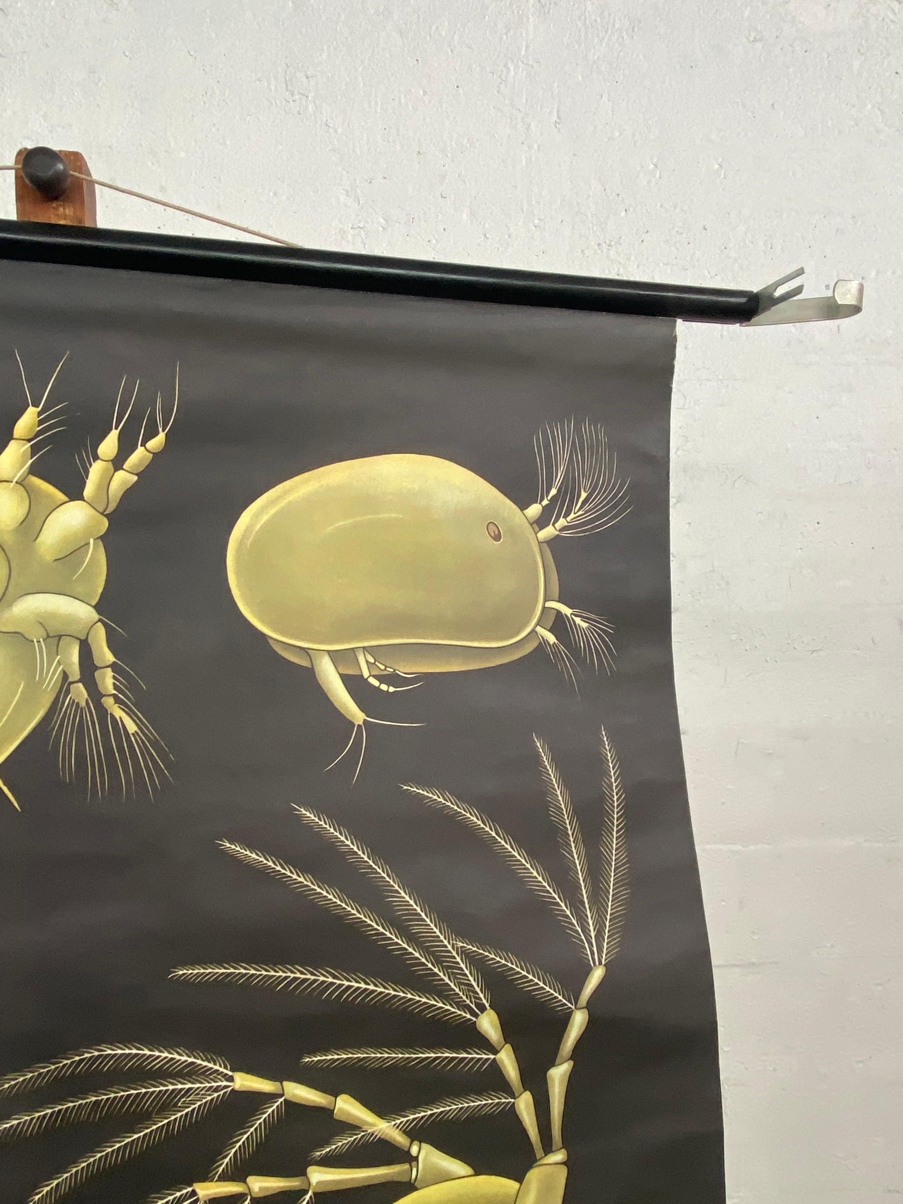 Grafico murale di Zoologia Didattica di Jung Koch Quentell con Dafne e Ciclopi in vendita 1