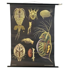 Jung Koch Quentell Educational Zoological Daphnea And Cyclops Wall Chart