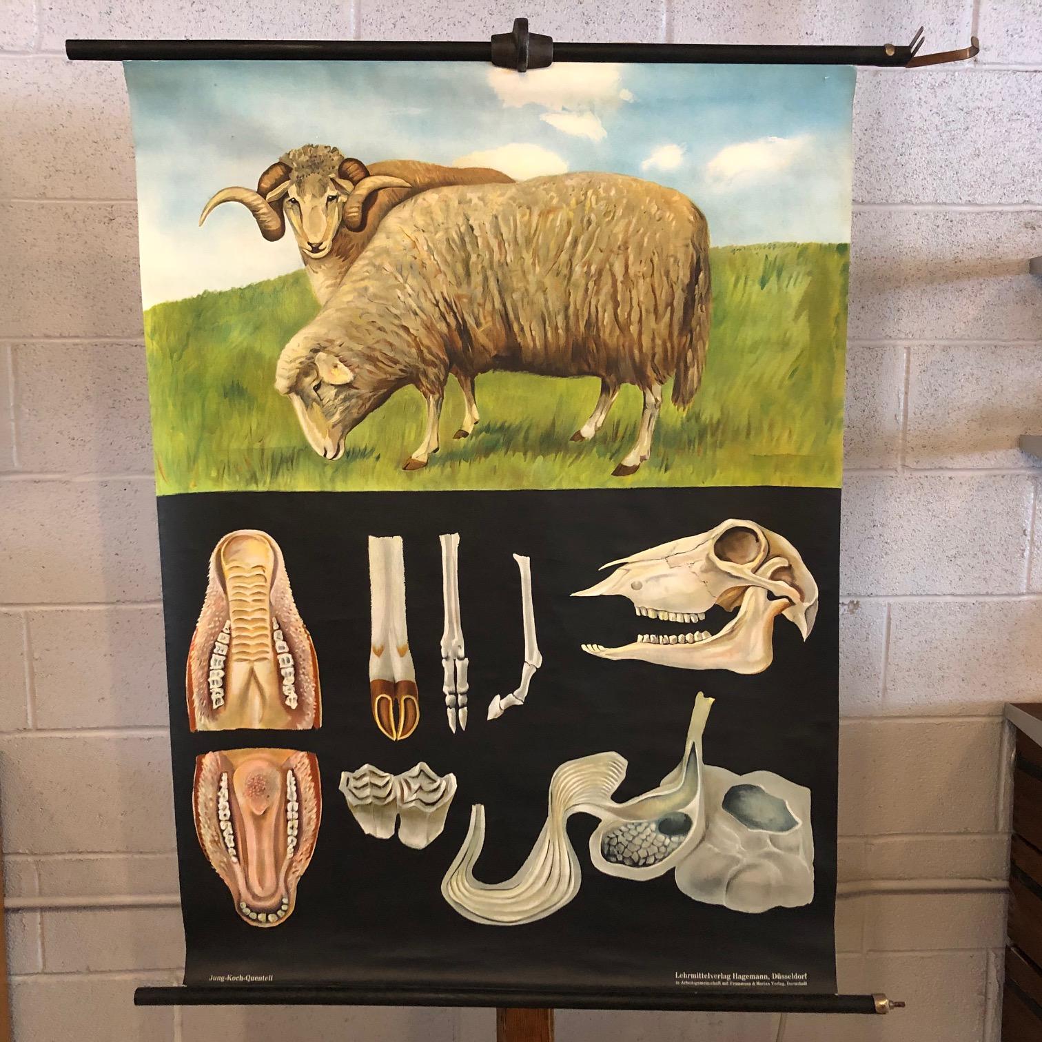 German, educational, zoological, roll-up chart depicting the anatomy of sheep/Ovis Aries by Jung-Koch-Quentell, Lehrmittelverlag Hagemann - Hadü Lehrmittel Düsseldorf is printed on canvas backed paper on painted maple dowels with steel vertical
