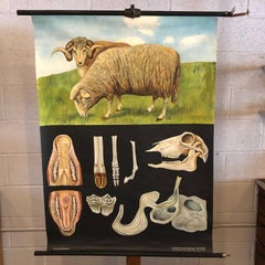Jung-Koch-Quentell Educational Zoological Sheep Anatomy Chart