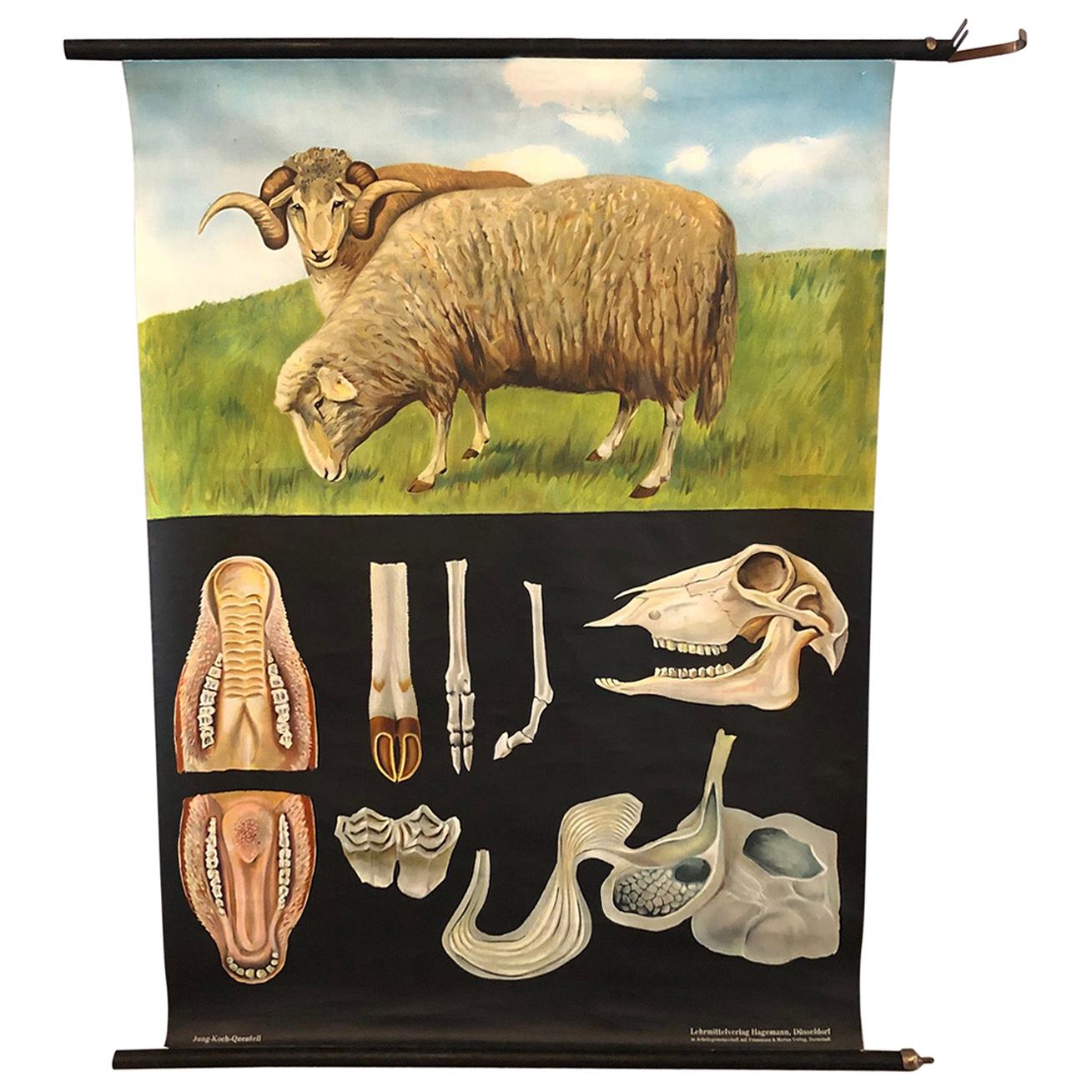 Jung-Koch-Quentell Educational Zoological Sheep Anatomy Chart For Sale