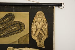 Jung-Koch-Quentell German Zoological Snake Anatomy Wall Chart, c. 1960s