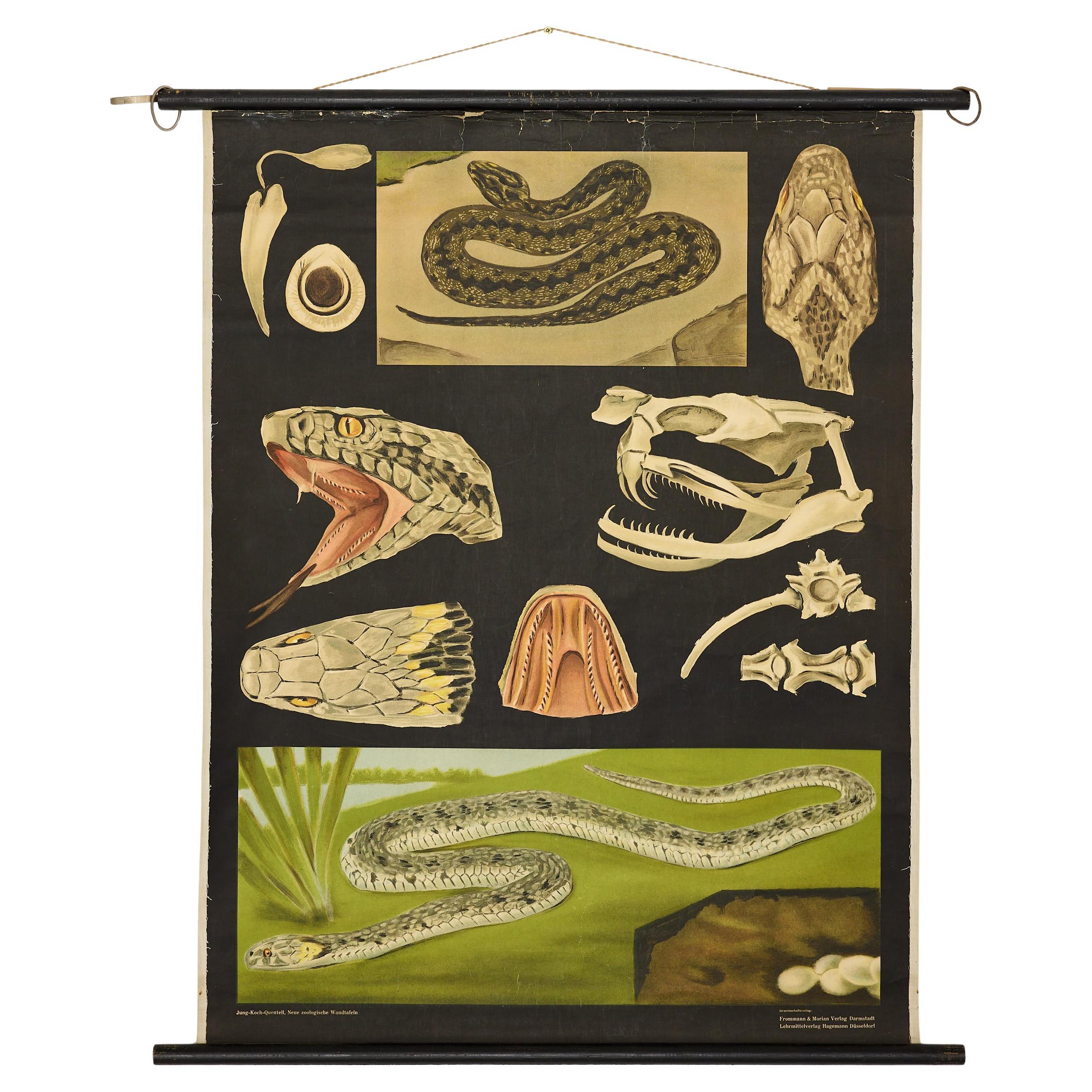 Jung-Koch-Quentell German Zoological Snake Anatomy Wall Chart, c. 1960s