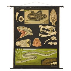 Jung-Koch-Quentell German Zoological Snake Anatomy Wall Chart, c. 1960s