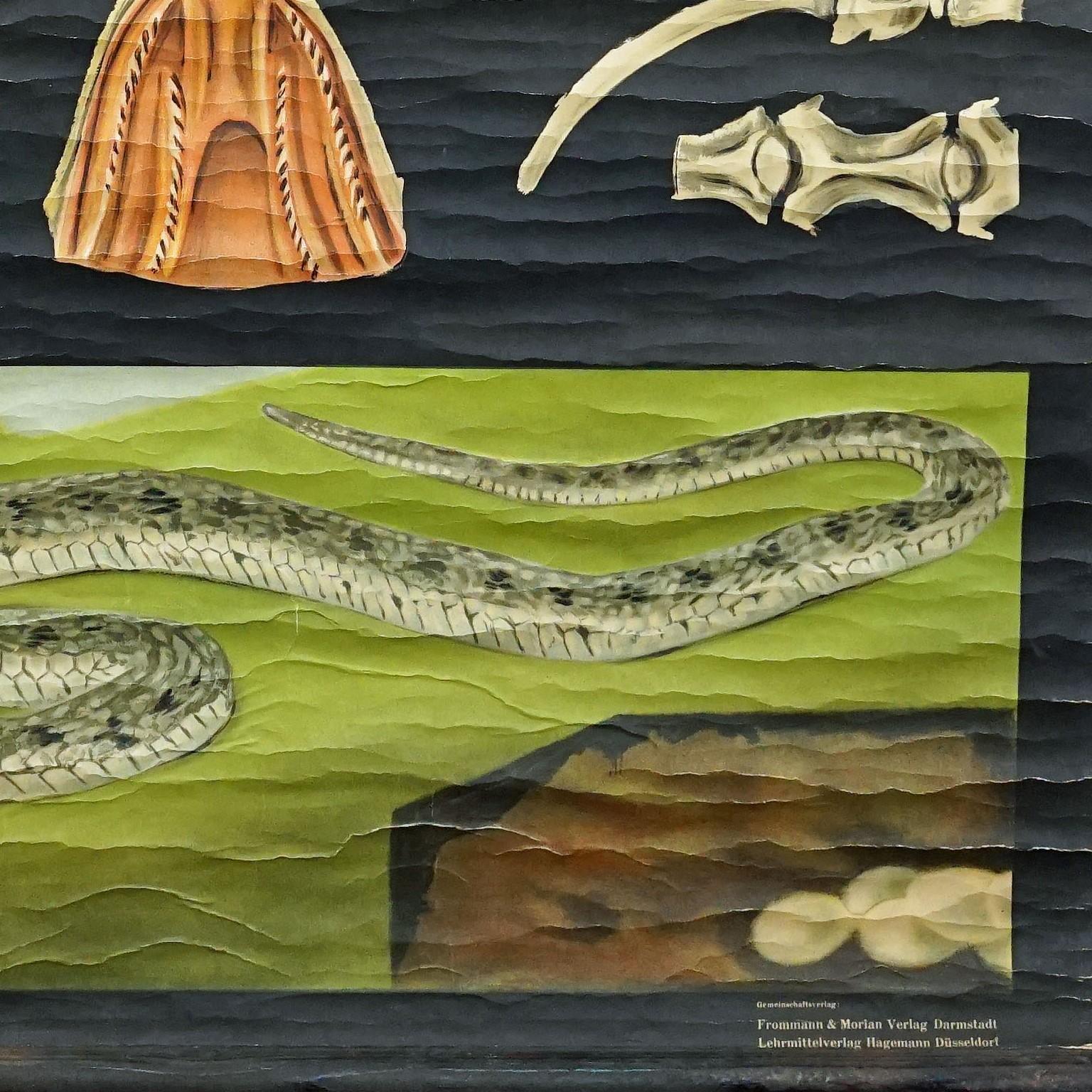 Jung Koch Quentell Wandtafelplakat mit altem Druck, Rollbar, Schlangenschlange (Leinwand) im Angebot