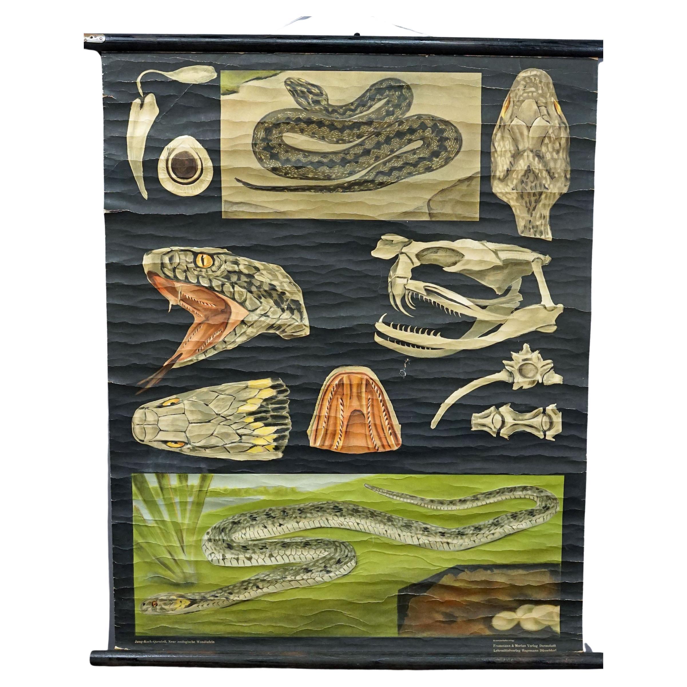 Jung Koch Quentell Old Print Mural Rollable Wall Chart Poster Snake Serpent For Sale