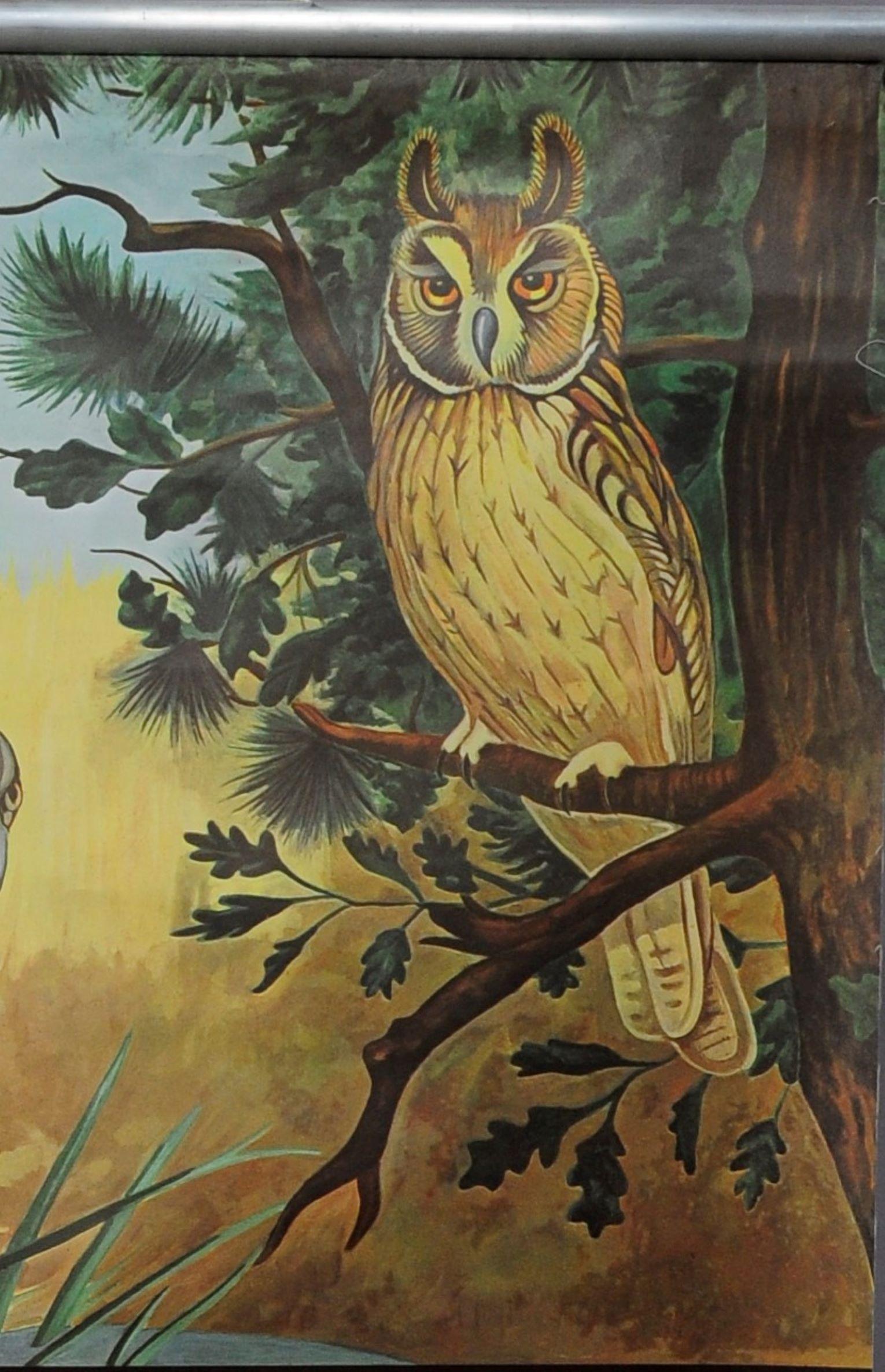 German Jung Koch Quentell Rollable Wall Chart Poster Goshawk Buzzard Long-Eared Owl For Sale