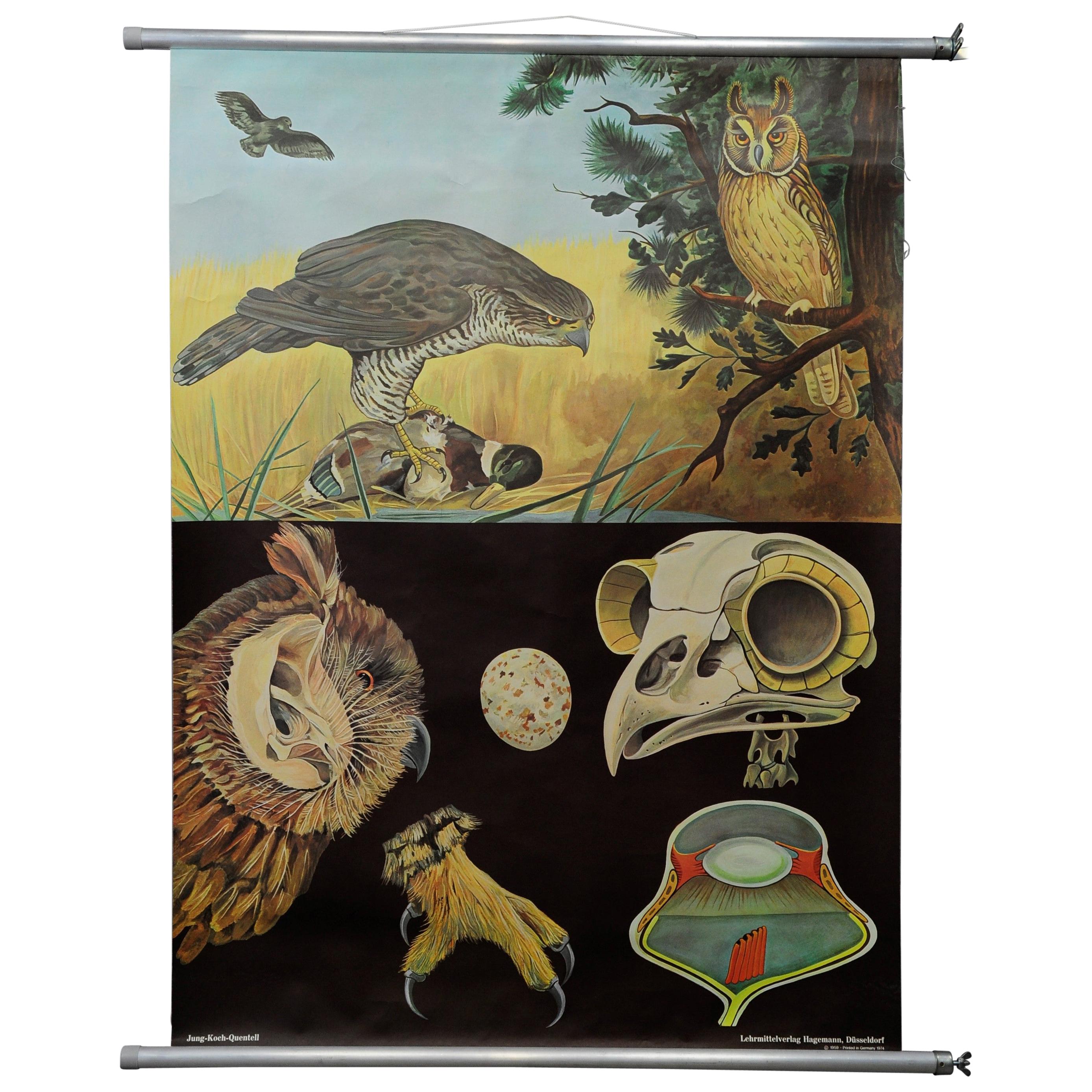 Jung Koch Quentell Rollable Wall Chart Poster Goshawk Buzzard Long-Eared Owl For Sale