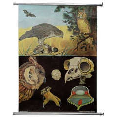 Retro Jung Koch Quentell Rollable Wall Chart Poster Goshawk Buzzard Long-Eared Owl