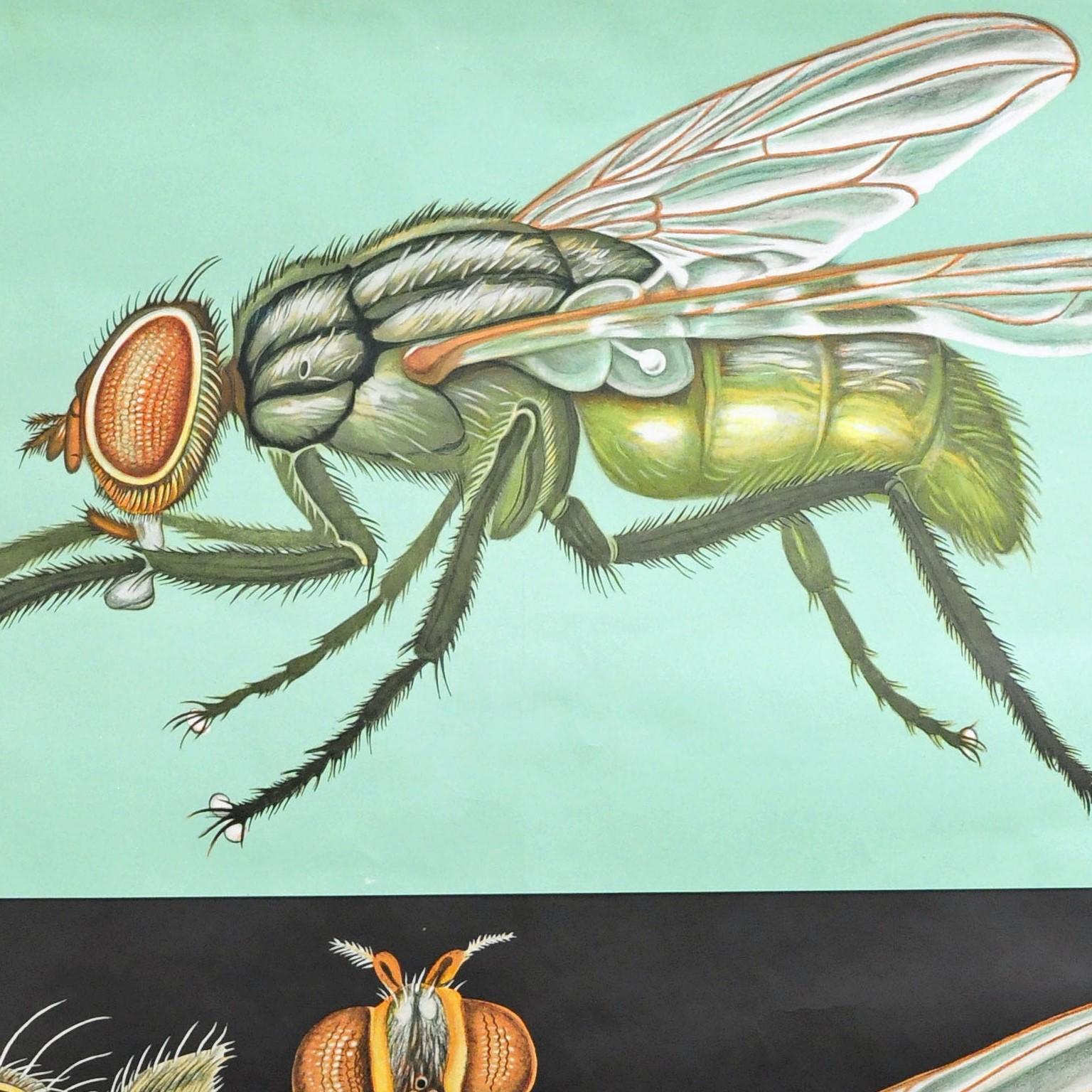 A pull-down Jung Koch Quentell wall chart showing the housefly - Musca domestica. Used as teaching material in German schools. Colorful print on paper reinforced with canvas. Published by Lehrmittelverlag Hagemann, Duesseldorf. Great vintage wall