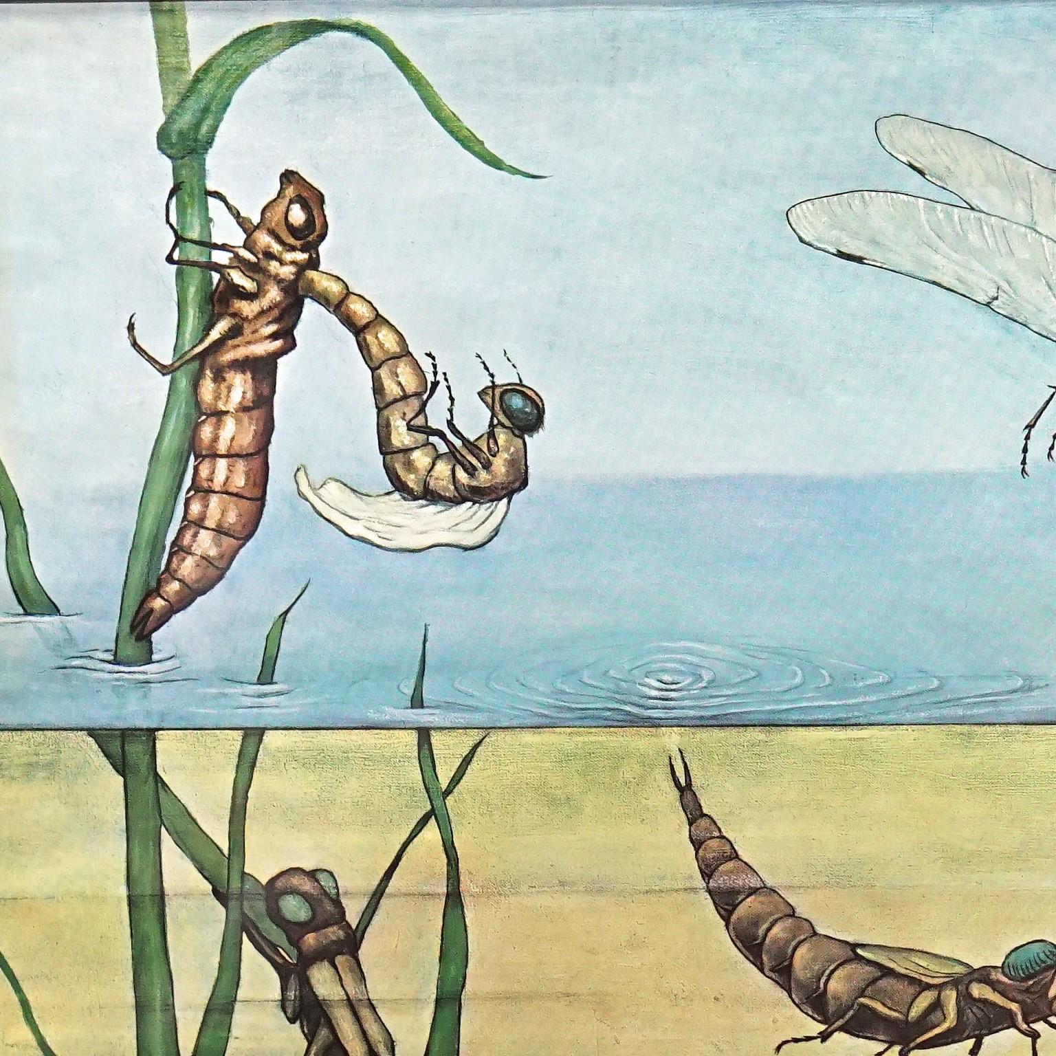 Die aufrollbare Wandtafel im Vintage-Stil illustriert die blaue Libelle (Calopteryx virgo). Herausgegeben von Jung Koch Quentell, Hagemann Verlag Düsseldorf. Farbenfroher Druck auf mit Leinwand verstärktem Papier.
Abmessungen:
Breite 83 cm (32,68