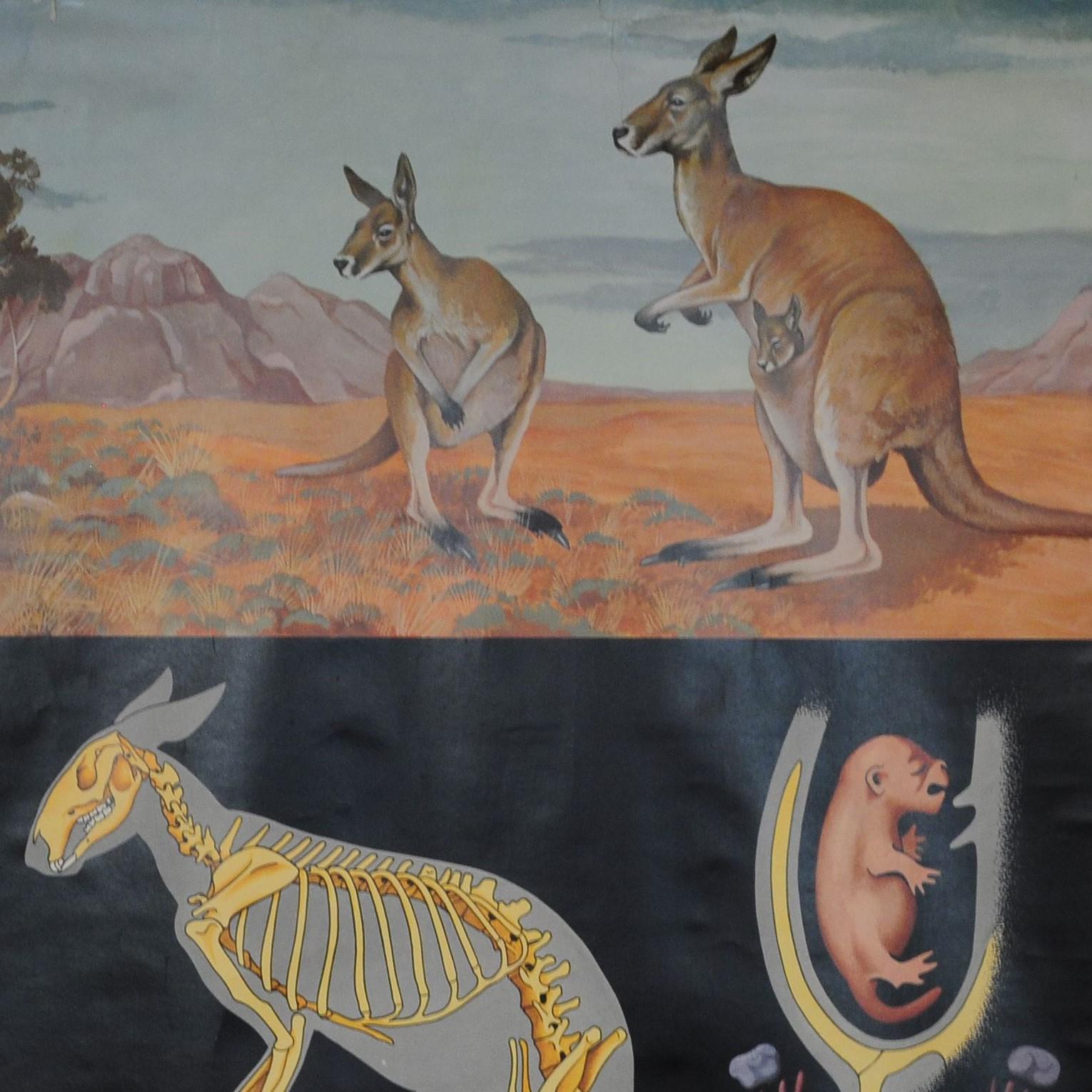 A fantastic cottagecore rollable wall chart by famous Jung Koch Quentell showing the profil of the lovely kangaroo. The chart is published by Lehrmittelverlag Hagemann, Duesseldorf. Used as teaching material in German schools circa 1970s. Colorful