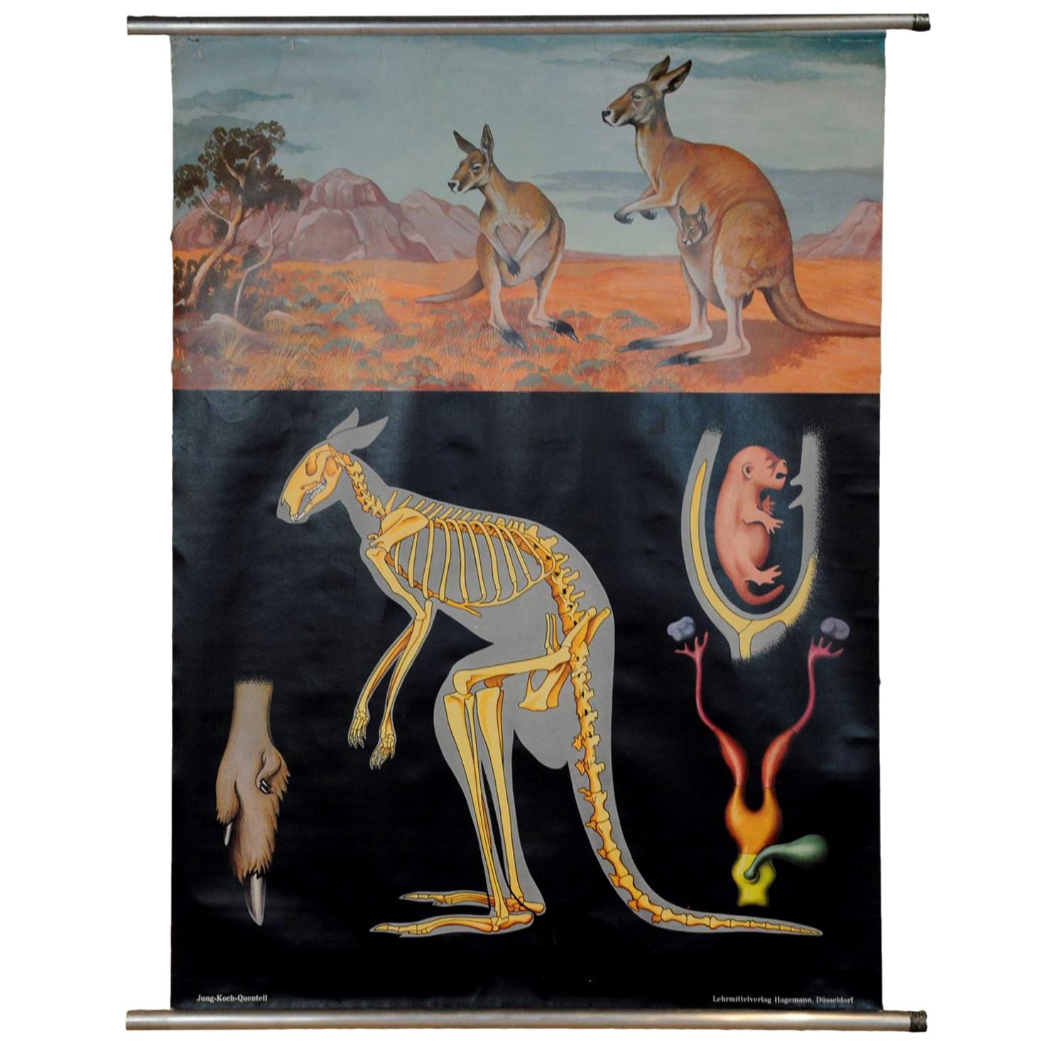 Jung Koch Quentell Vintage Pull Down Wall Chart Kangaroo Australian Landscape