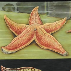Jung Koch Quentell Vintage Rollable Wall Chart Red Sea Star