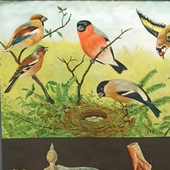 Jung Koch Quentell Vintage Mural Rollable Wall Chart Finches Birds Poster