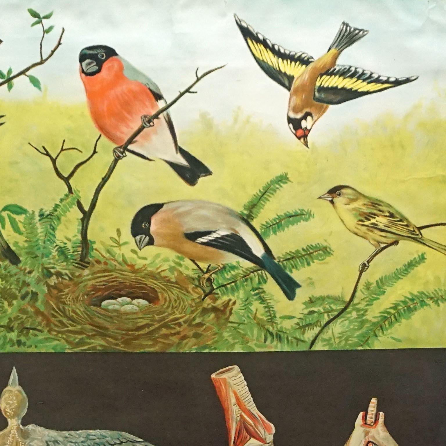 Jung Koch Quentell Vintage-Wandtafel-Poster mit gerollten Vögeln  (Land) im Angebot