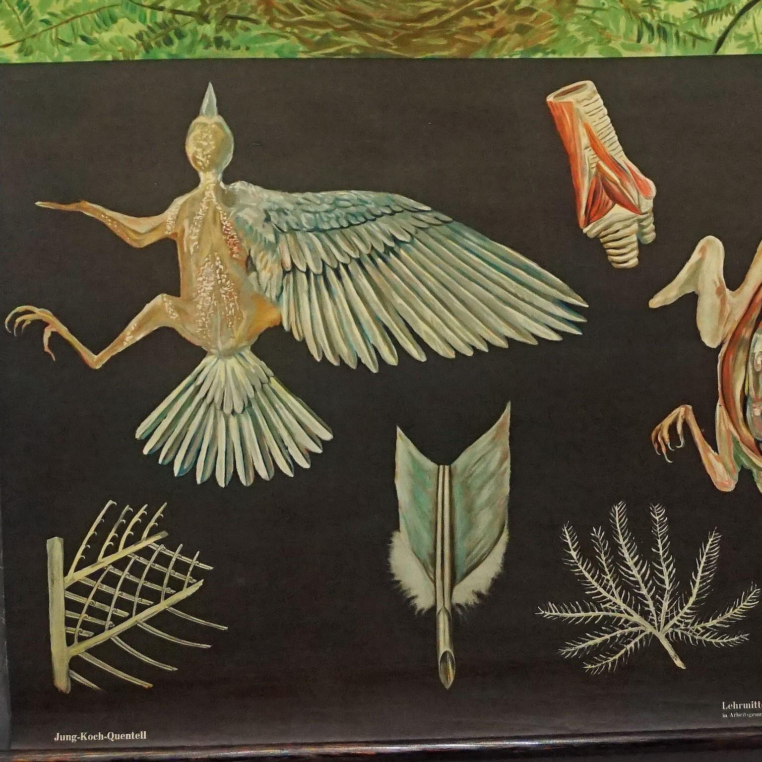 Jung Koch Quentell Vintage-Wandtafel-Poster mit gerollten Vögeln  (Deutsch) im Angebot