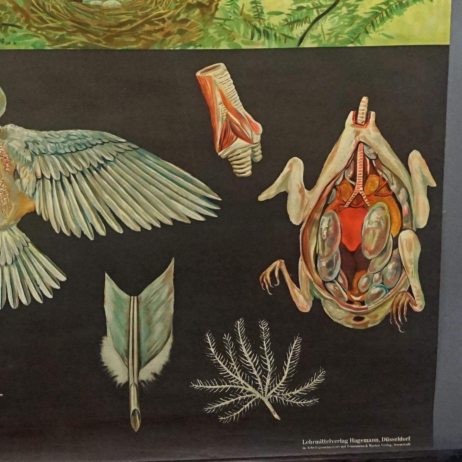 Jung Koch Quentell Vintage-Wandtafel-Poster mit gerollten Vögeln  im Zustand „Gut“ im Angebot in Berghuelen, DE