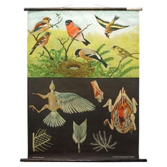 Jung Koch Quentell Grafico murale vintage arrotolabile Fringuelli Uccelli Poster