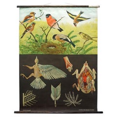 Jung Koch Quentell Retro Mural Rollable Wall Chart Finches Birds Poster 