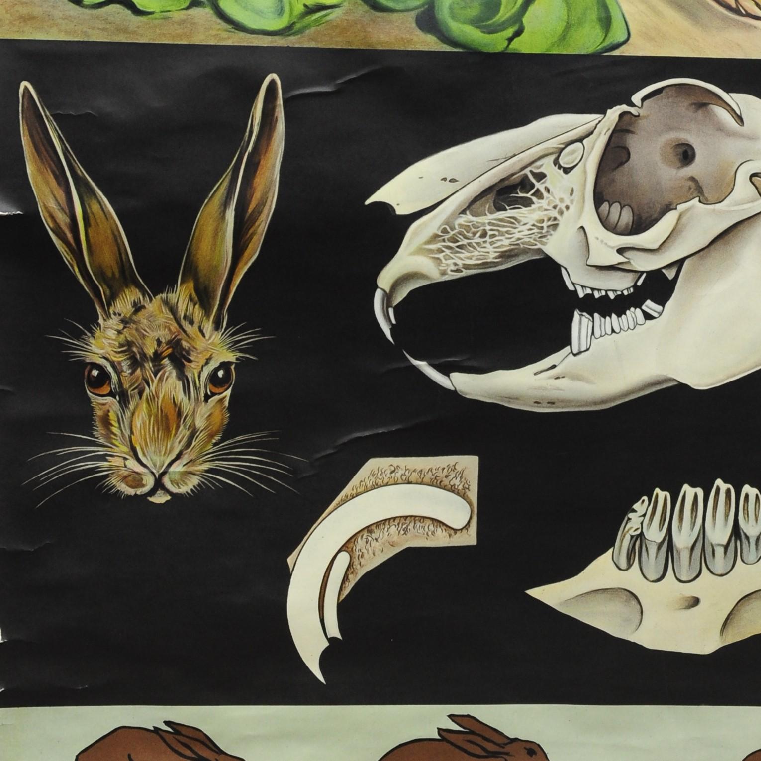Jung Koch Quentell Vintage-Wandtafel-Poster, brauner Hare, Common Rabbit (Deutsch) im Angebot