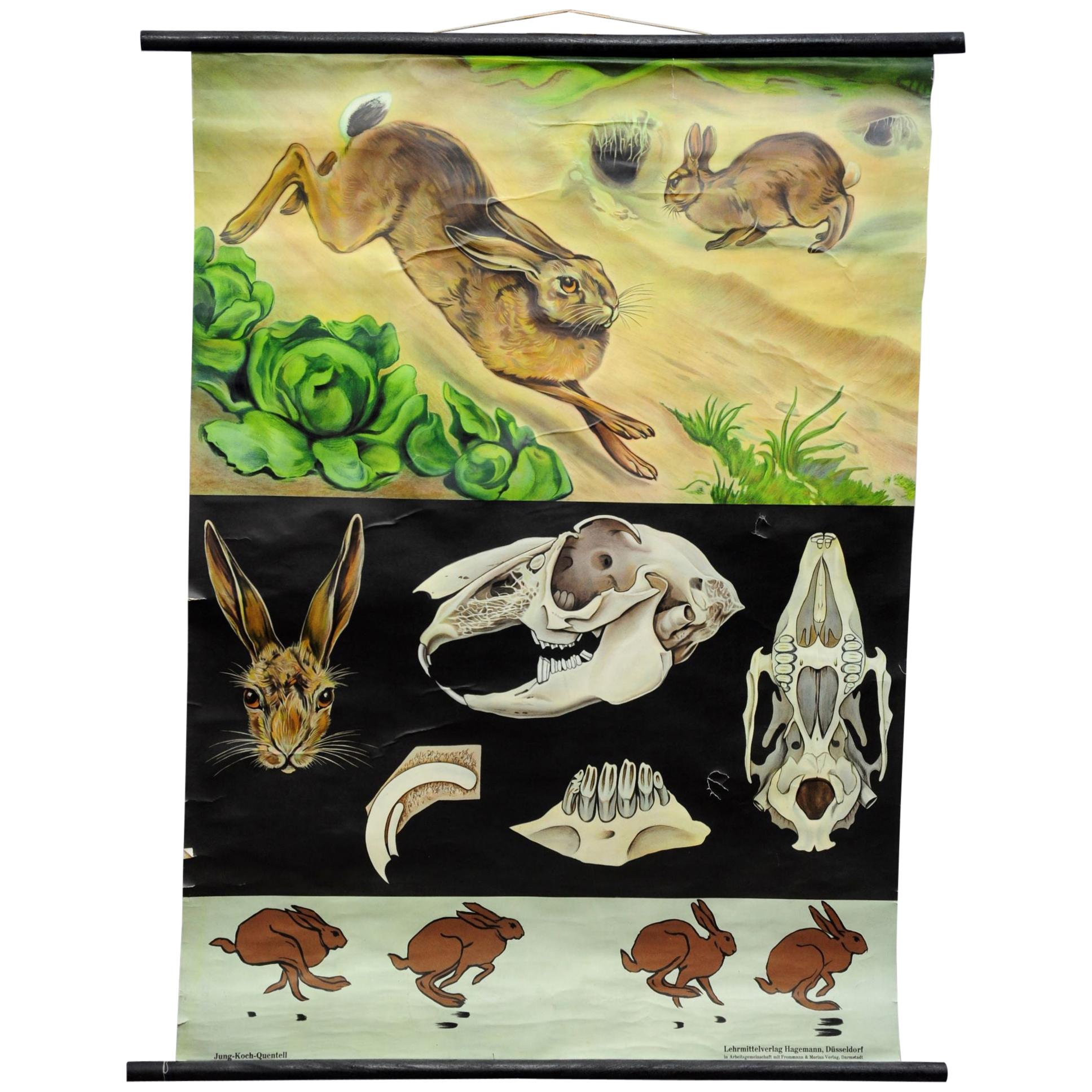 Jung Koch Quentell Vintage Mural Wall Chart Poster Brown Hare Common Rabbit