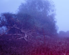 The End #2 – Jung Lee, Neon, Text, Installation, Symbole, Nature, Landscape