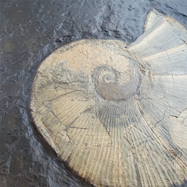 German Jurassic Ocean Slab with a Fossil Fish and Two Pyritized Shells For Sale