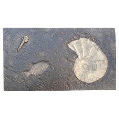 Jurassic Ocean Slab with a Fossil Fish and Two Pyritized Shells