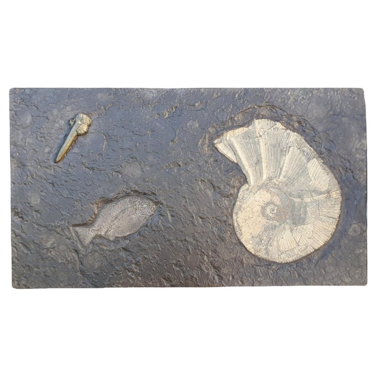 Jurassic Ocean Slab with a Fossil Fish and Two Pyritized Shells For Sale