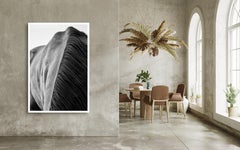 Wild Horses #22 Wyoming, USA black and white, contemporary, photograph