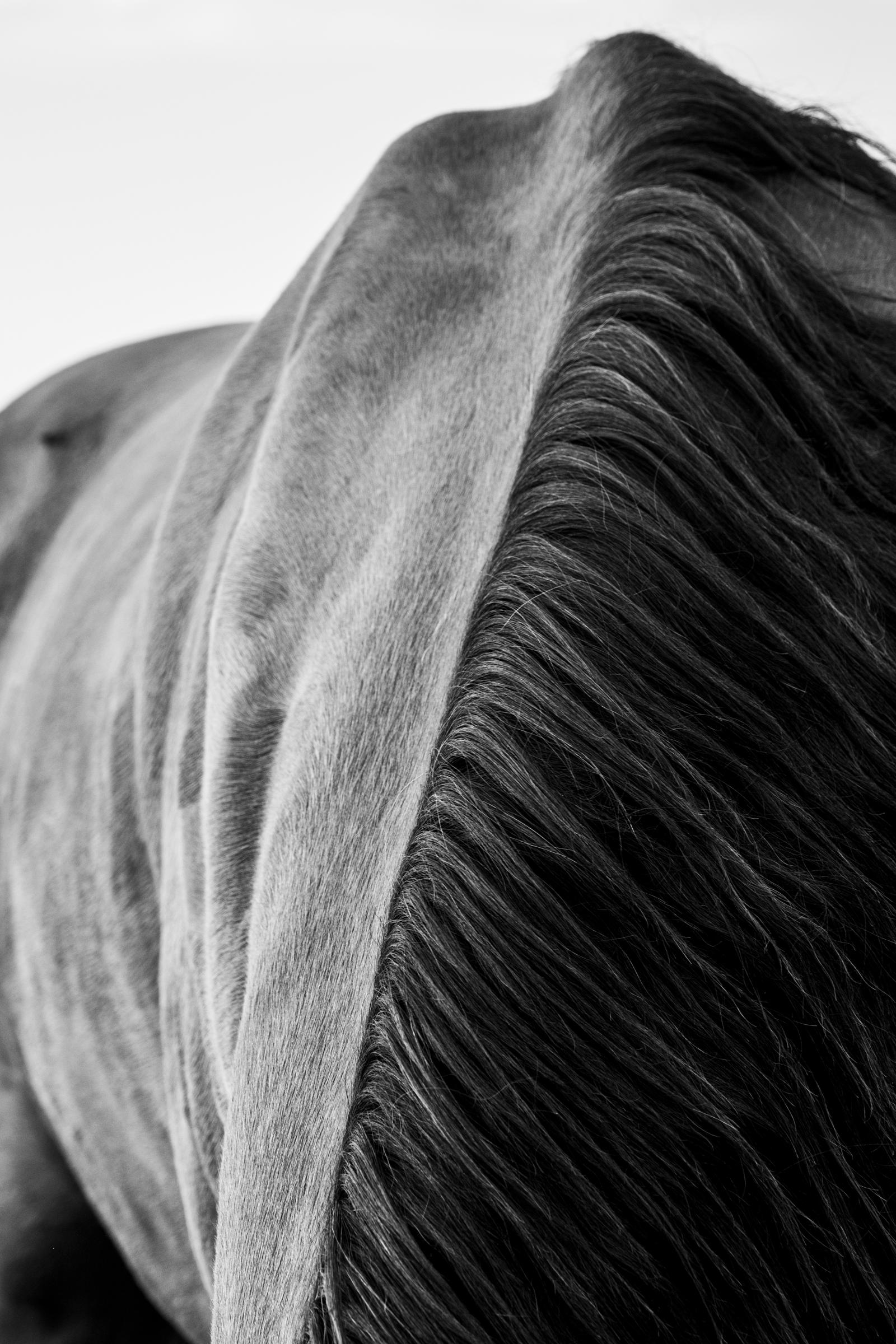 Wild Horses #22 Wyoming, USA black and white, contemporary, photograph  - Black Black and White Photograph by Jussi Grznar 