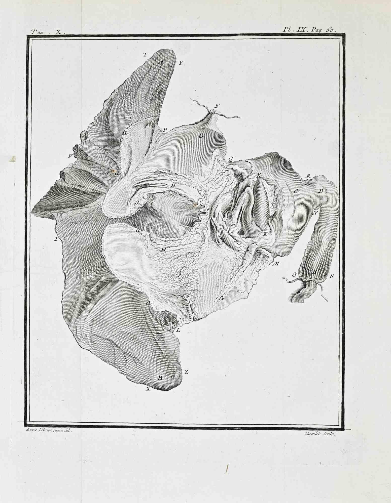 Anatomical Study – Stomach and Associated... - Etching by Juste Chevillet - 1771