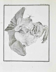 Anatomical Study – Stomach and Associated... - Etching by Juste Chevillet - 1771