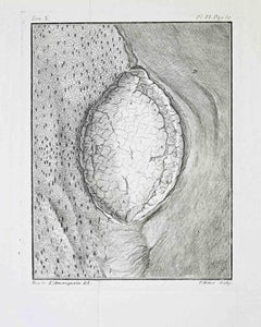 Anatomical Study – Testicular Structure of.. - Etching by Juste Chevillet - 1771