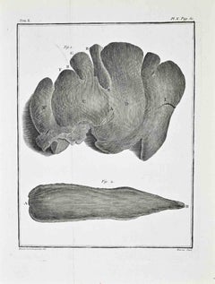 Anatomical Study – Visceral Organ... - Etching by Juste Chevillet - 1771