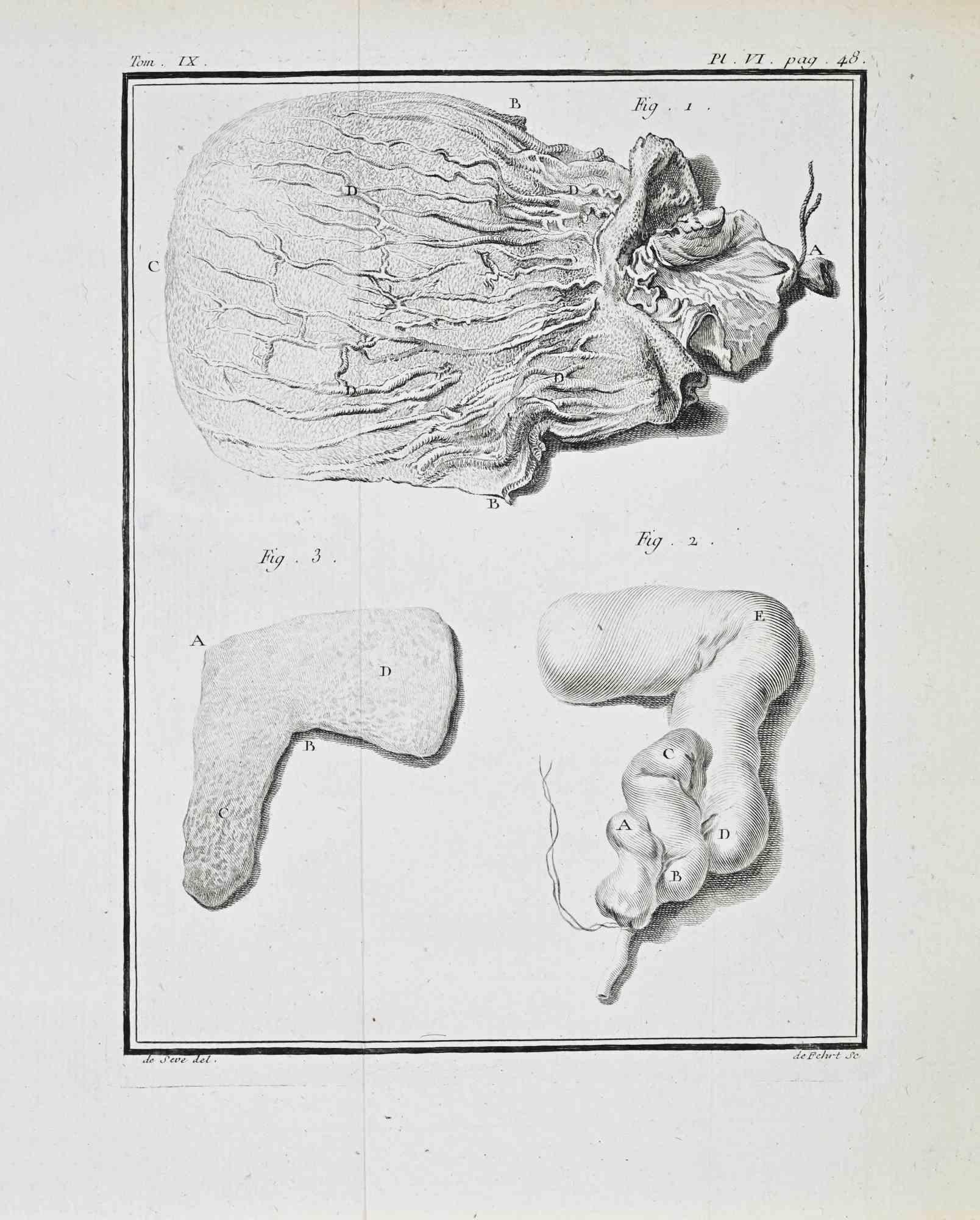 Animal Anatomy - Etching by Juste Chevillet - 1771