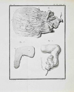 Animal Anatomy - Etching by Juste Chevillet - 1771