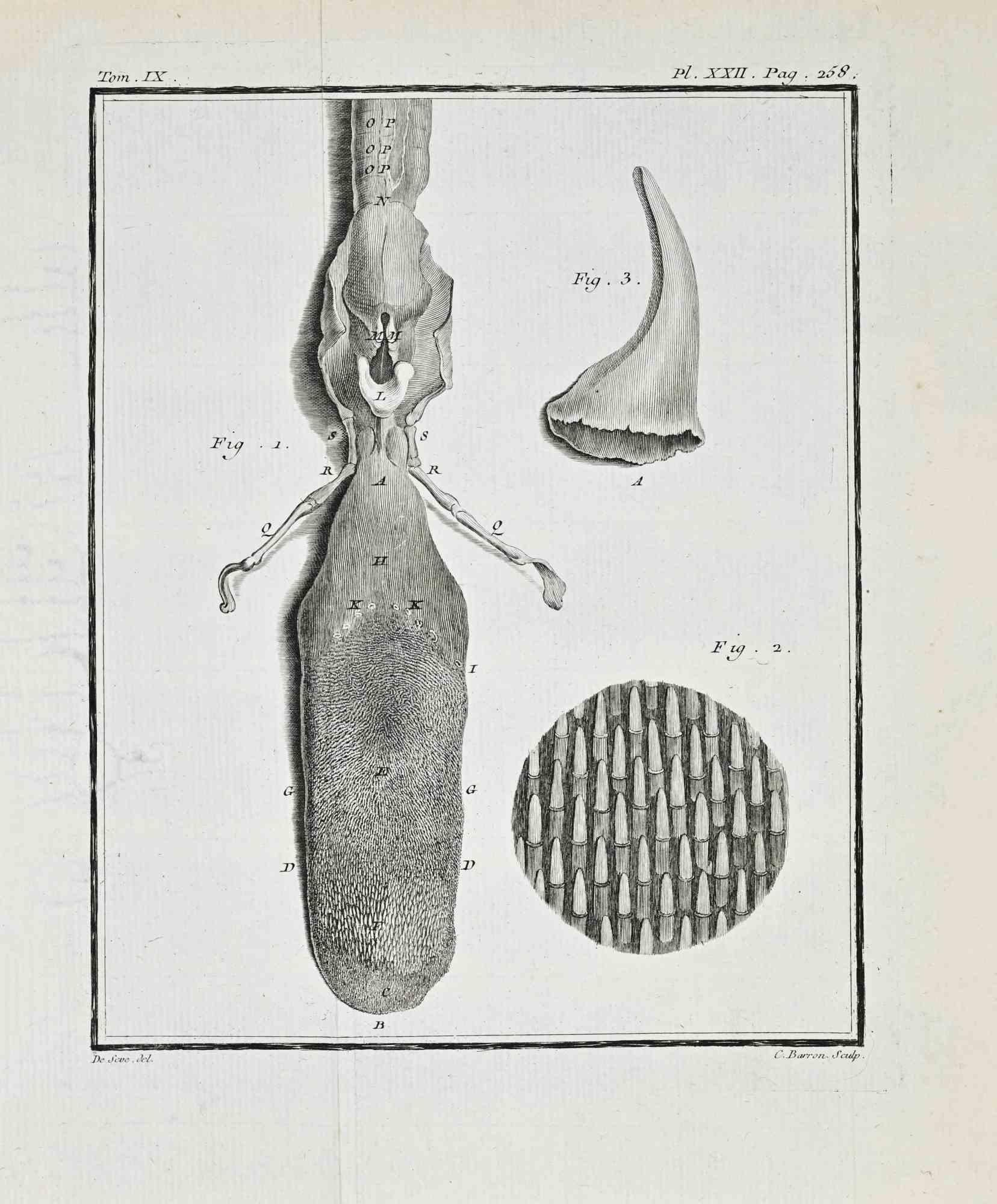 Animal Anatomy - Etching by Juste Chevillet - 1771
